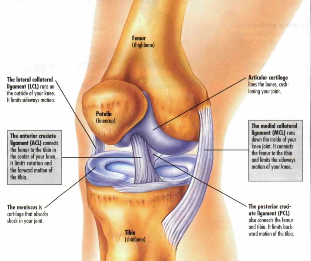 Knee ligaments